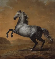 A kis angol, XI. Károly király (1655-97) lova