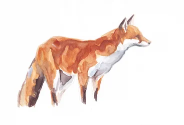 Fox, 2021 (kréta és akvarell papíron)