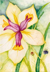 Lily és barátai, 2007 (akvarell)
