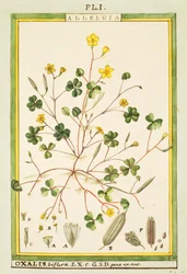 Bermuda boglárka (Oxalis biflora vagy pes-caprae), Delahaye akvarellje
