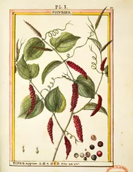 Feketebors kukorica (Piper nigrum), Delahaye akvarellje