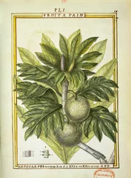 Kenyérgyümölcs (Artocarpus altilis), Delahaye akvarellje