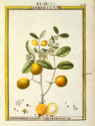 Chrysomelis Armadilla, Delahaye akvarellje