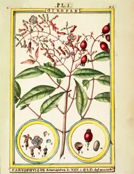 Szegfűszeg (Caryophyllus Aromaticus), Delahaye akvarellje