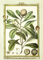 Cryptocarya Aromatica, Delahaye akvarellje