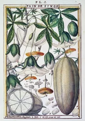 Baobab fa (Adansonia digitata) gyümölcsei és virágai, Delahaye, Florindie vagy Historie physico-economic des Vegetaux de la Torride