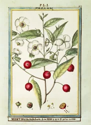 Jamaicai cseresznye (Muntingia calabura), Delahaye akvarellje