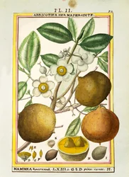 Mammee alma (Mammea americana), Delahaye akvarellje