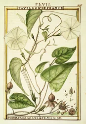 Holdvirág vagy holdszőlő (Ipomoea Alba), Delahaye akvarellje