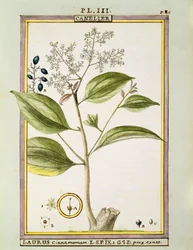 Igazi fahéj (Cinnamomum Verum), Delahaye akvarellje