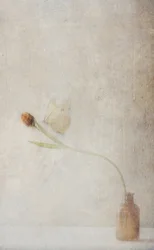 Elhalványuló tulipán csendélet