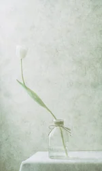 Nyugodt fehér tulipán