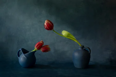 Elegáns tulipáncsendélet