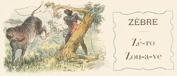 Z: Zebra, nulla, zouave