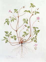 Herb Robert (wc papíron)