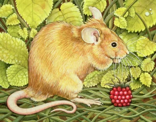 A málna-egér