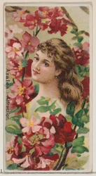 Azalea: Attraction, a Virágos szépségek és a Virágok nyelve sorozatból N75 Duke..., 1892.