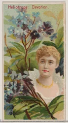 Heliotrope: Devotion, a Virágszépségek és a Virágok nyelve című sorozatból N75 Du..., 1892.