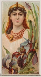 Iris: Édes üzenet, a Virágszépségek és a Virágok nyelve című sorozatból N75 Duk..., 1892.