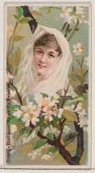 Orange Blossom: Maidenly Reserve, a Virágok szépségei és a Virágok nyelve ... sorozatból, 1892.
