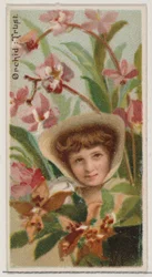 Orchidea: Trust, a Virágszépségek és a Virágok nyelve sorozatból N75 Duke Bran..., 1892.