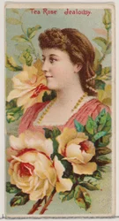 Tea Rose: Féltékenység, a Virágszépségek és a Virágok nyelve című sorozatból N75 Duke... számára, 1892.
