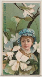 White Violet: Candor, a Virágszépségek és a Virágok nyelve című sorozatból N75 for Du..., 1892.