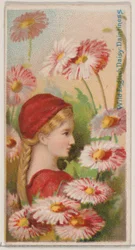 Wild English Daisy: Dintiness, a Virágok szépségei és a Virágok nyelve N... sorozatból, 1892.