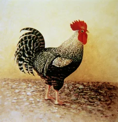 Pettyes kakas (akril, vászon)