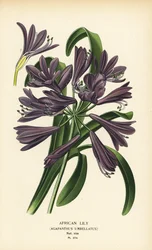 Afrikai liliom, Agapanthus africanus (Agapanthus umbellatus). Kromolitográfia Desire Bois illusztrációjából Edward Step kedvenc virágai a kertből és az üvegházból, Frederick Warne, London