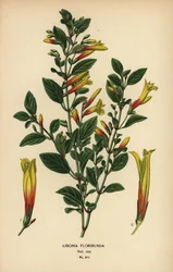 brazil fukszia, Justicia floribunda (Libonia floribunda). Kromolitográfia Desire Bois illusztrációjából Edward Step kedvenc virágai a kertből és az üvegházból, Frederick Warne, London