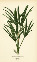 Széleslevelű nőpálma vagy bambuszpálma, Rhapis excelsa (Trachycarpus excelsus). Kromolitográfia Desire Bois illusztrációjából Edward Step kedvenc virágai a kertből és az üvegházból, Frederick Warne, London