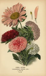 Kínai őszirózsa fajták, Callistephus x sinensis.