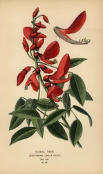 Korallfa, Erythrina crista-galli.