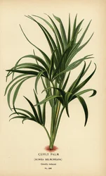 Göndör tenyér, Howea belmoreana. Sebezhető. Kromolitográfia Desire Bois illusztrációjából Edward Step kedvenc virágai a kertből és az üvegházból, Frederick Warne, London