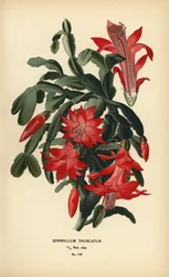 Hamis karácsonyi kaktusz, Schlumbergera truncata.