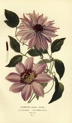 Garden varieties of clematis.   1401200   hu       hungarian Successfully Translated  Original: Varieties of butterflies, moths, etc.,1841 (lithograph) Translat: Varieties of butterflies, moths, etc.,1841 (lithograph) 1409536 hu hungarian Successfully Tran