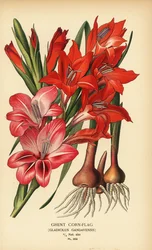 Genti kukoricazászló, Gladiolus x gandavensis. Kromolitográfia Desire Bois illusztrációjából Edward Step kedvenc virágai a kertből és az üvegházból, Frederick Warne, London