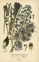 Szőlő jácint, Leopoldia comosa (Muscari comosum, var. monstrosum, var. plumosa). Kromolitográfia Desire Bois illusztrációjából Edward Step kedvenc virágai a kertből és az üvegházból, Frederick Warne, London