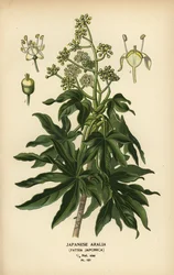 Japán aralia vagy fényes levelű papírnövény, Fatsia japonica.