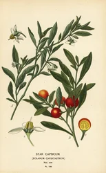 Jeruzsálemi cseresznye, Solanum pseudocapsicum var. diflores