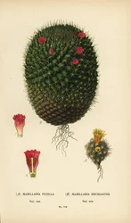 Mammillaria prolifera és Mammillaria rhodantha.