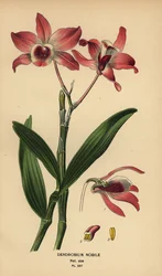 Nemes dendrobium orchidea, Dendrobium nobile. Kromolitográfia Desire Bois illusztrációjából Edward Step kedvenc virágai a kertből és az üvegházból, Frederick Warne, London