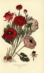 Perzsa boglárka, Ranunculus asiatica.