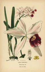Purple-stained laelia orchid, Cattleya purpurata (Laelia purpurata). Chromolithograph from an illustration by B. Herincq from Edward Step’s Favourite Flowers of Garden and Greenhouse, Frederick Warne, London   1401178   hu       hungarian Successfully Tran