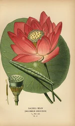 Szent bab vagy indiai lótusz, Nelumbo nucifera.