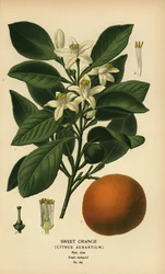 Édes narancs, Citrus x aurantium.