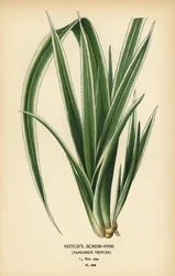Tahiti csavaros fenyő, Pandanus tectorius (Veitch-féle csavaros fenyő, Pandanus veitchii). Kromolitográfia Desire Bois illusztrációjából Edward Step kedvenc virágai a kertből és az üvegházból, Frederick Warne, London