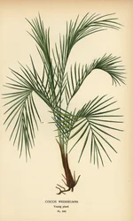 Weddell-pálma, Lytocaryum weddellianum, fiatal növény (Cocos weddeliana). Kromolitográfia Desire Bois illusztrációjából Edward Step kedvenc virágai a kertből és az üvegházból, Frederick Warne, London