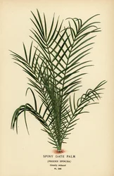 Vad datolyapálma vagy szenegáli datolyapálma, Phoenix reclinata (tüskés datolyapálma, Phoenix spinosa). Kromolitográfia Desire Bois illusztrációjából Edward Step kedvenc virágai a kertből és az üvegházból, Frederick Warne, London